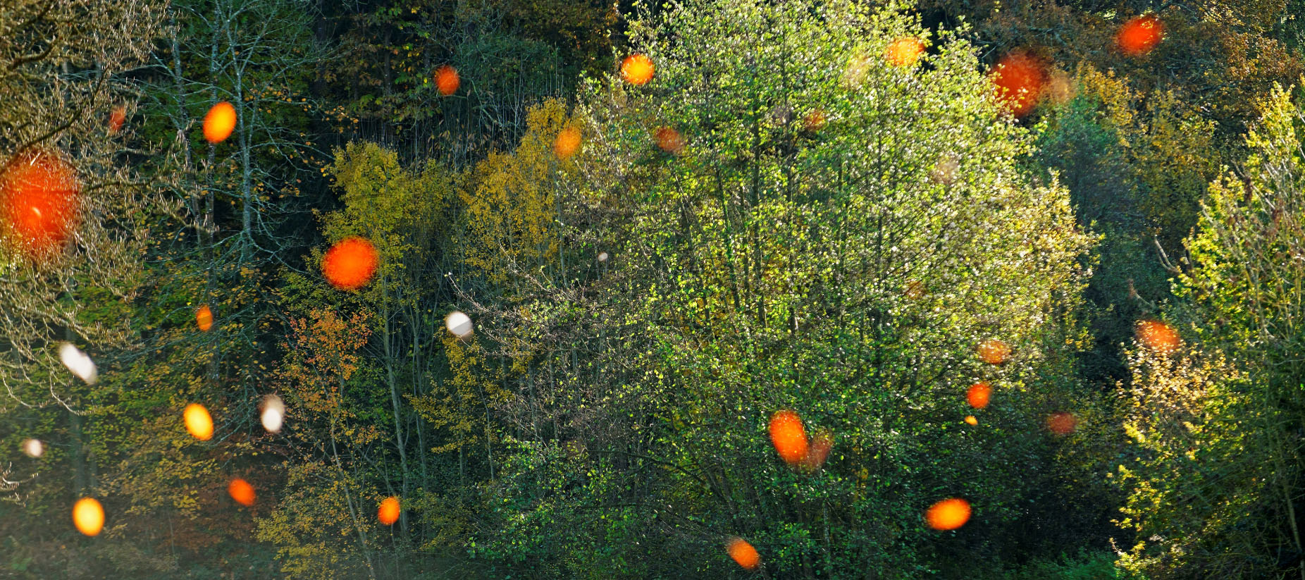 arbre-Jean-Yves-Guillaume-photographe-Brest