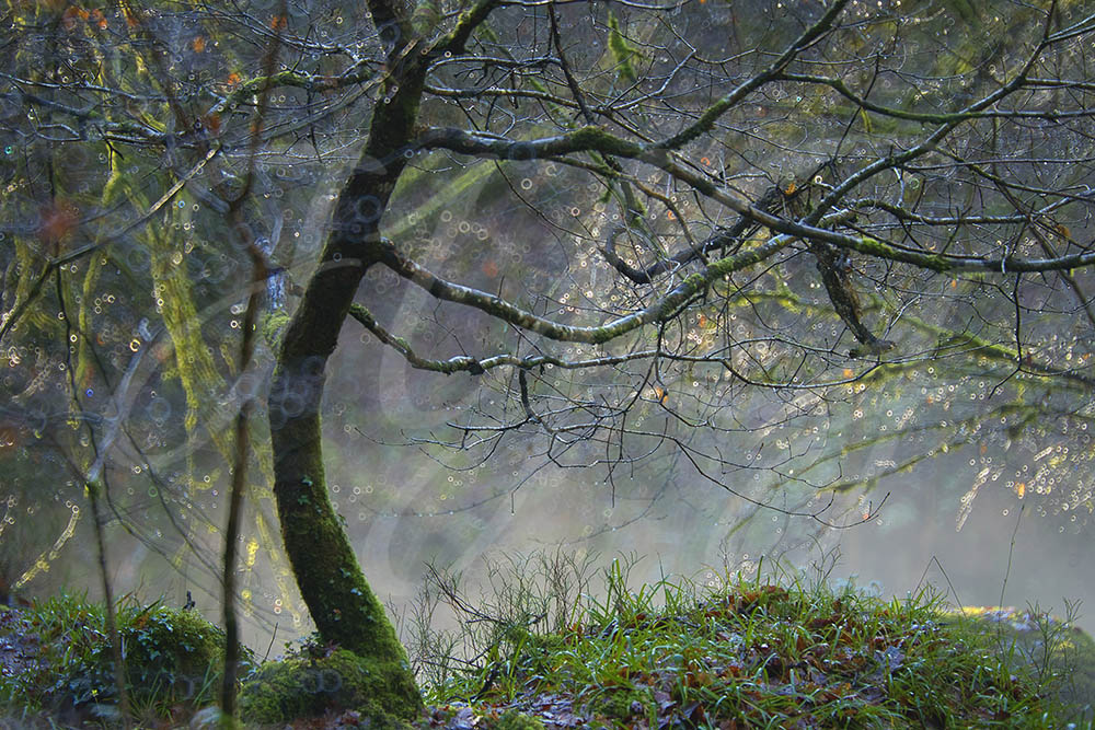 Foret-Huelgoat-Jean-Yves-Guillaume-photographe-Bretagne
